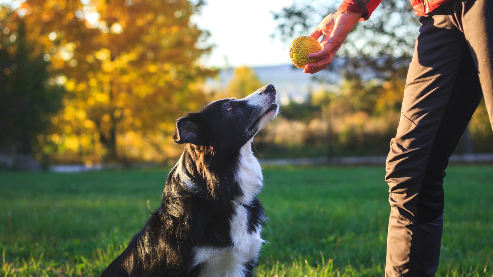 dog looking at a ball in a persons hand